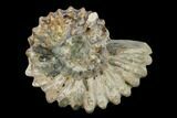 Bumpy Ammonite (Douvilleiceras) Fossil - Madagascar #134170-1